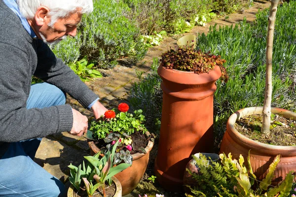 Jardinería. Hombre maduro plantando y cuidando plantas en el jardín — Foto de Stock