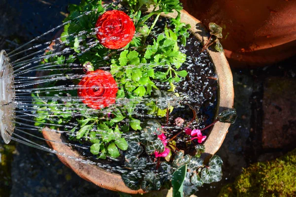 Mengairi tanaman dan bunga di taman yang cerah — Stok Foto