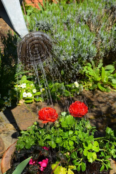 Güneşli bir bahçede sulama bitkileri ve çiçekler — Stok fotoğraf