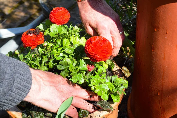 Berkebun. Pria dewasa menanam dan merawat tanaman di kebun — Stok Foto