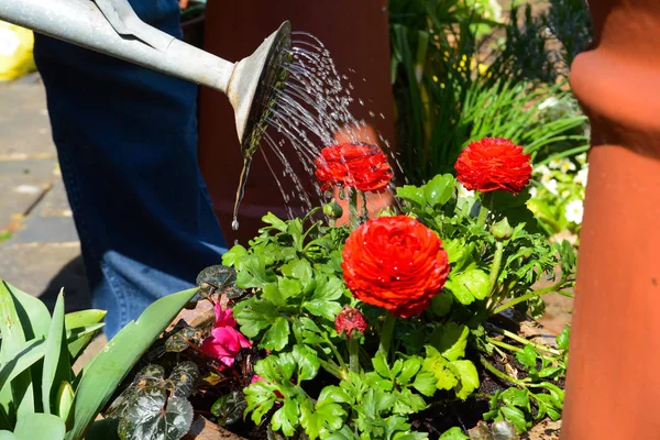 Innaffiare piante e fiori in un giardino soleggiato — Foto Stock