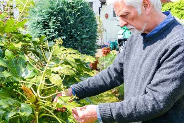 Hombre maduro consultar el estado de la planta de aceite de ricino (Fatsia Japo — Foto de Stock