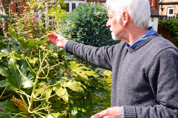 Hombre maduro consultar el estado de la planta de aceite de ricino (Fatsia Japo — Foto de Stock