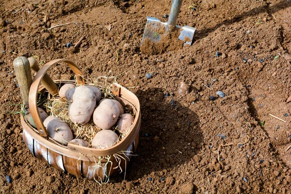 Raw whole foods. Planting potatoes to grow your own vegetables