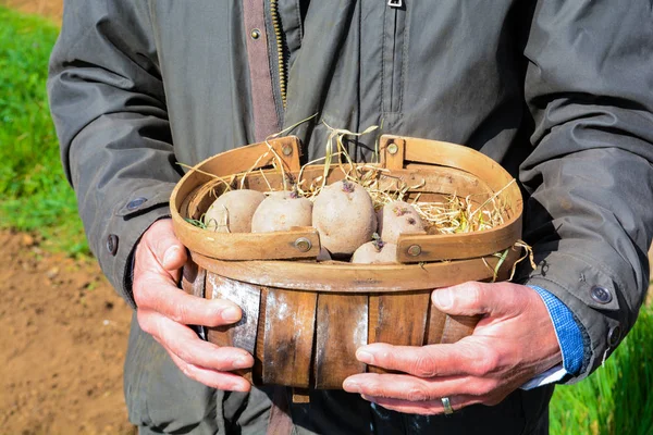 Plantar papas afuera para cultivar sus propias verduras — Foto de Stock