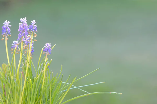 Bluebells crescendo sobre fundo grama verde — Fotografia de Stock