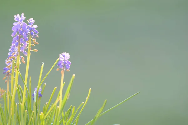 Bluebells crescendo sobre fundo grama verde — Fotografia de Stock