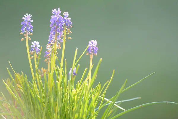 Bluebells crescendo sobre fundo grama verde — Fotografia de Stock