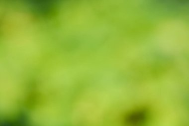 Doğal güneş ışığı ile doğadan yeşil bulanıklık arka plan