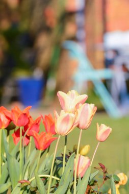 Bir iç bahçede evde rahatlatıcı açık alan