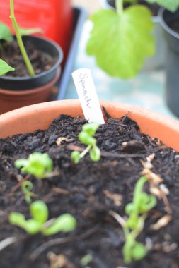 Ev yetiştirilen organik ıspanak fidesi nat büyüyen tenceredik