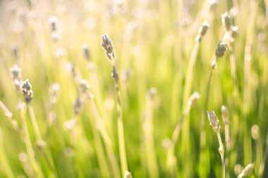 Uzun otların arka planında güneş ışığı alan yaz çayırları