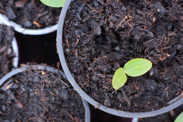 Kleine nieuwe zaailingen geplant in potten in een tuin, groene scheuten Gro — Stockfoto