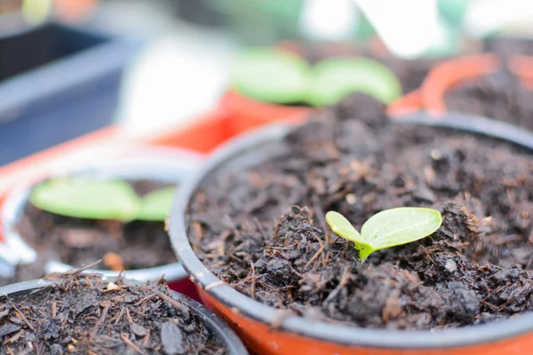Pequeñas plántulas nuevas plantadas en macetas en un jardín, brotes verdes gro — Foto de Stock