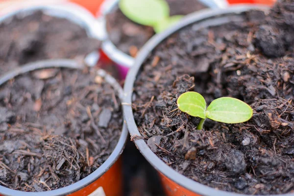 Kleine nieuwe zaailingen geplant in potten in een tuin, groene scheuten Gro — Stockfoto