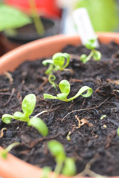 Plántulas de espinacas orgánicas cultivadas en casa plantadas en macetas que crecen nat — Foto de Stock