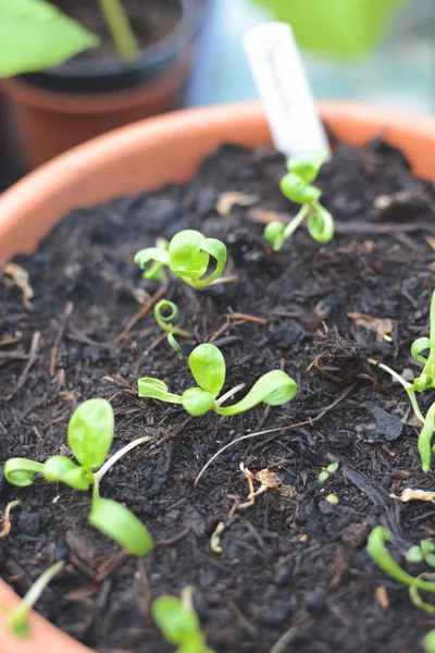 Plántulas de espinacas orgánicas cultivadas en casa plantadas en macetas que crecen nat — Foto de Stock