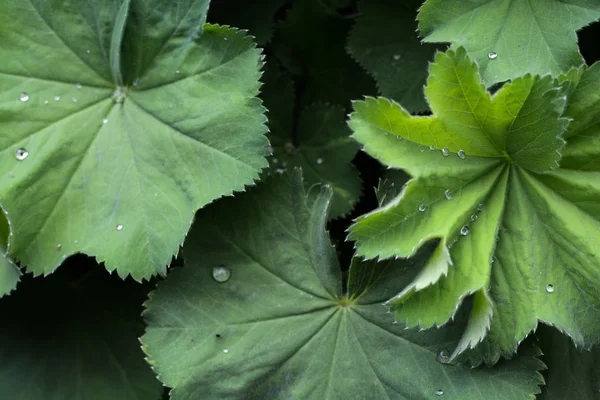 Yeşil yaprakları ve su damlacıkları ile Alchemilla Mollis bitki — Stok fotoğraf