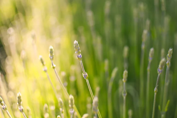 Summer meadow in warm evening sunlight. Relaxing and warm feelin