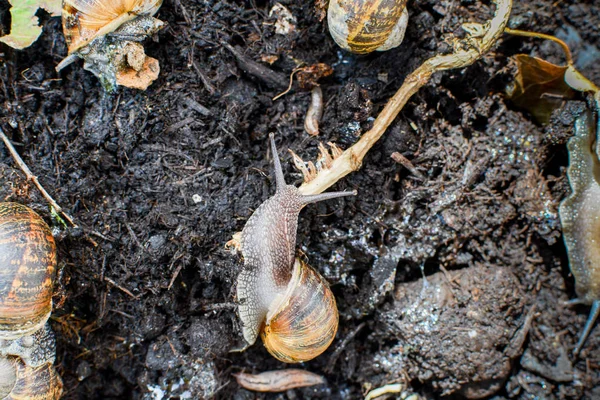 Snails crawling around in mud outside in a garden in their natur — Stock Photo, Image