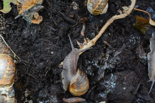 Σαλιγκάρια που σέρνονται γύρω στη λάσπη έξω σε έναν κήπο — Φωτογραφία Αρχείου