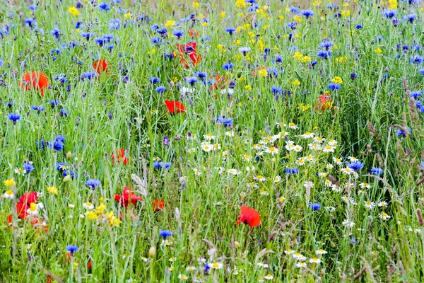 Flower covered meadow with many types of wild flowers growing in