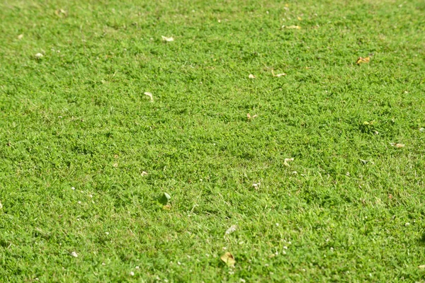 Textura de césped de hierba verde para usar para el fondo de hierba — Foto de Stock