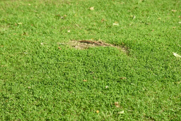 Textura de césped de hierba verde para usar para el fondo de hierba — Foto de Stock