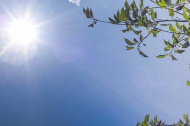 Ağaç dalı ile açık mavi gökyüzünde parlayan güneş. Alanı Kopyala 