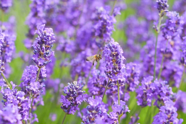 Uma abelha coletando pólen de flores de lavanda em um verão brilhante — Fotografia de Stock