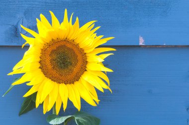 Büyük Ayçiçeği bitki mavi boyalı w önünde dışında büyüyen