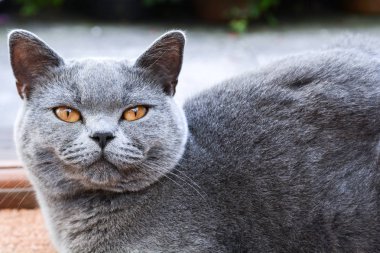 Evcil kedi bir ev de kapalı camer doğrudan bakarak