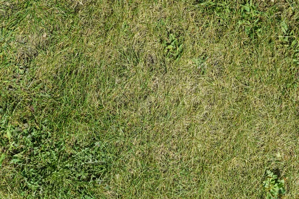 Lapp av grönt gräs eller gräsmatta sedd ovanifrån, gräs bakgrund — Stockfoto