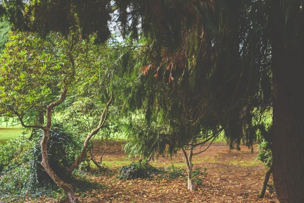 Sobresaliente árbol ramas sombra un otoñal parque escena — Foto de Stock