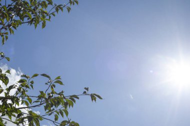 Açık havada ağaç dalları ve polis olan doğal güneşli bir arka plan.