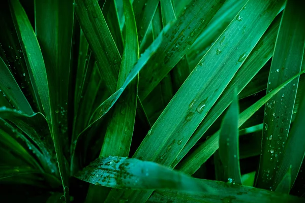 Foglie Verdi Tropicali Con Gocce Acqua — Foto Stock