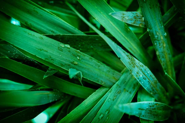 Folhas Verdes Tropicais Com Gotas Água — Fotografia de Stock