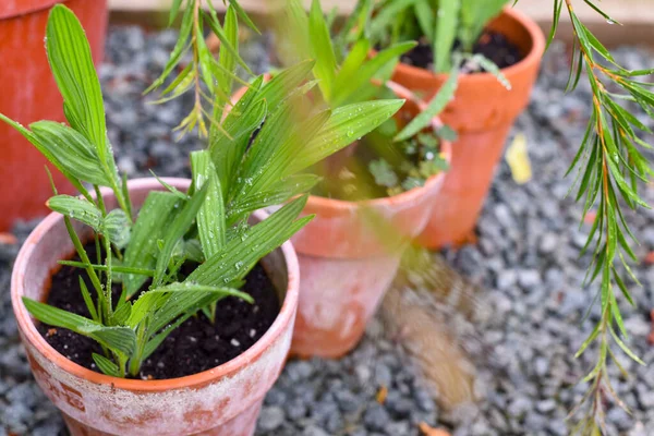 Tanaman Pot Tumbuh Daerah Taman Teras Kecil — Stok Foto