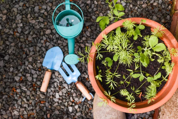Tuinieren Tools Voor Kinderen Leren Planten Tuinieren — Stockfoto