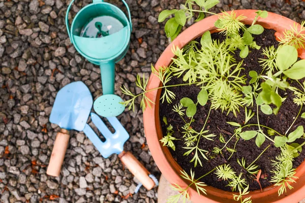 Alat Berkebun Bagi Anak Anak Untuk Belajar Menanam Dan Berkebun — Stok Foto