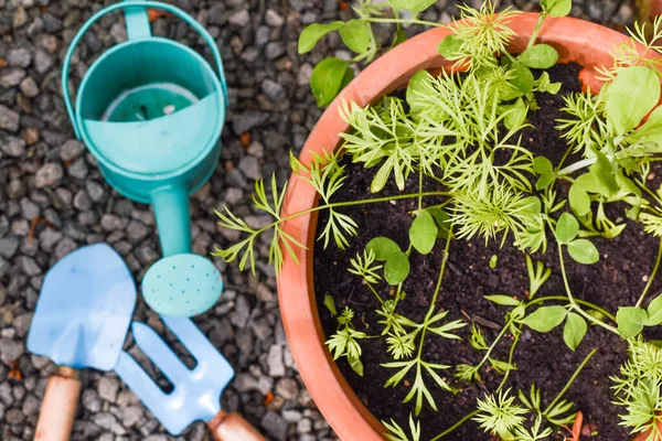 Alat Berkebun Bagi Anak Anak Untuk Belajar Menanam Dan Berkebun — Stok Foto