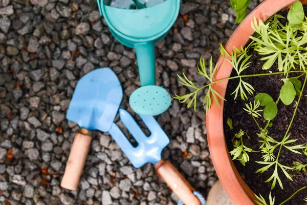Tuinieren Tools Voor Kinderen Leren Planten Tuinieren — Stockfoto