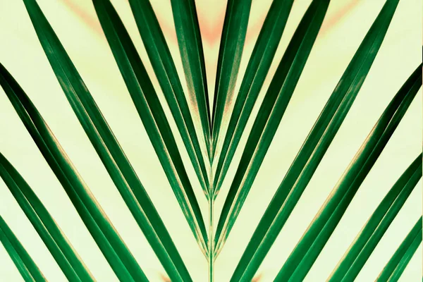 对称绿叶热带棕榈叶印 — 图库照片