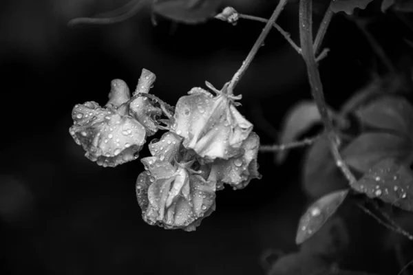 Floral Abstract Flower Petals Water Droplets Rain Dark Background — Stock Photo, Image