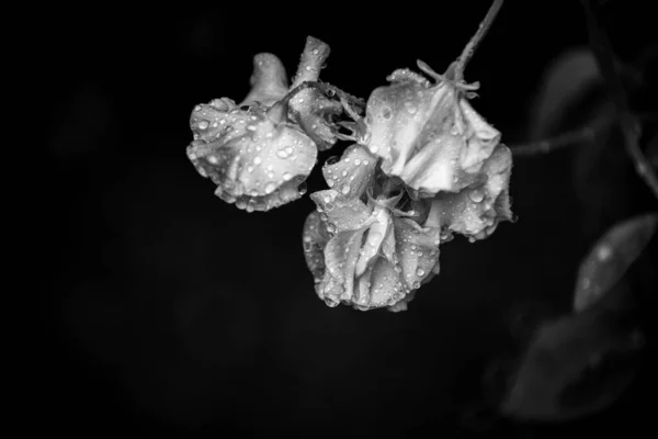 Bloemen Abstracte Van Bloemblaadjes Met Water Druppels Regen Donkere Achtergrond — Stockfoto