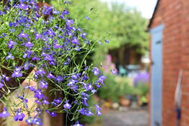 Çiçek tarlalarında büyüyen çimenli ve çiçekli bahçe.