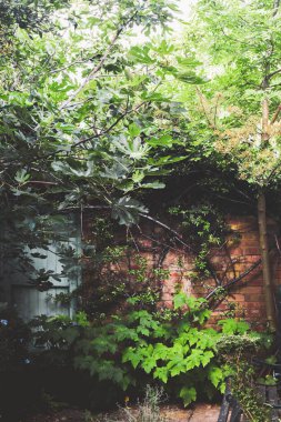 Küçük bir bahçede, gün ışığında büyüyen büyük bitkiler.