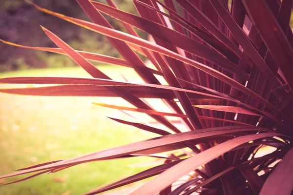 Planta Tropical Deixa Luz Sol Jardim Verão Ensolarado — Fotografia de Stock