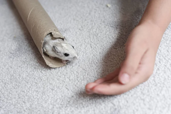 Pet gerbil playing with cardboard tube indoors