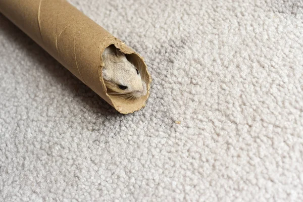 Pet gerbil playing with cardboard tube indoors